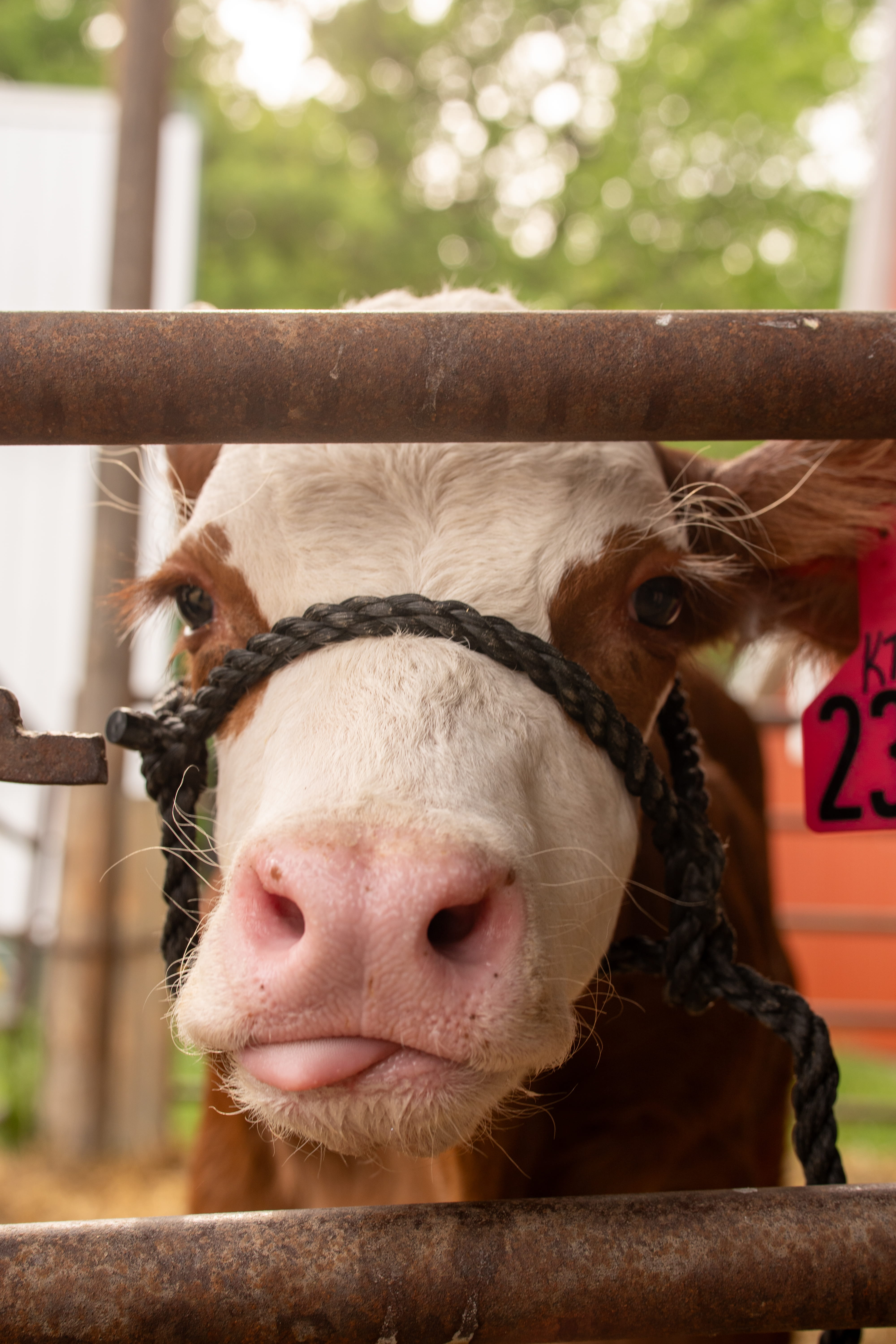 Brown and white cow with tongue sticking out